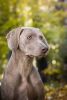 GCh., JCh., Ch. Almost Heaven of Diam Weim  U