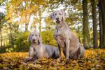 GCh., JCh., Ch. Almost Heaven of Diam Weim  U