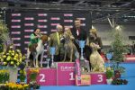 GCh., JCh., Ch. Almost Heaven of Diam Weim  U