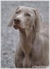 GCh., JCh., Ch. Almost Heaven of Diam Weim  U