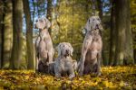 GCh., JCh., Ch. Almost Heaven of Diam Weim  U