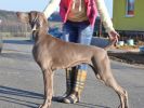 Breathtaking Vesper of Diam Weim