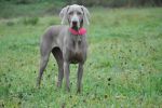 Breathtaking Vesper of Diam Weim