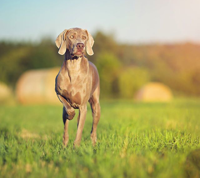 Vmarsk oha Breathtaking Vesper of Diam Weim 