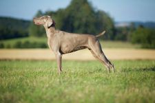 Breathtaking Vesper of Diam Weim