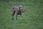 Breathtaking Vesper of Diam Weim