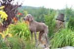 Breathtaking Vesper of Diam Weim